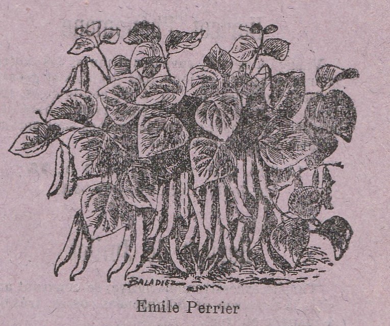Emile Perrier-1911