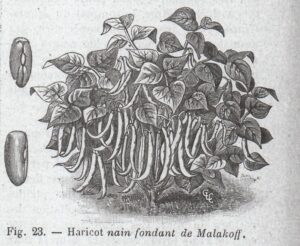 Malakoff, Fondant de M.-1900-RH