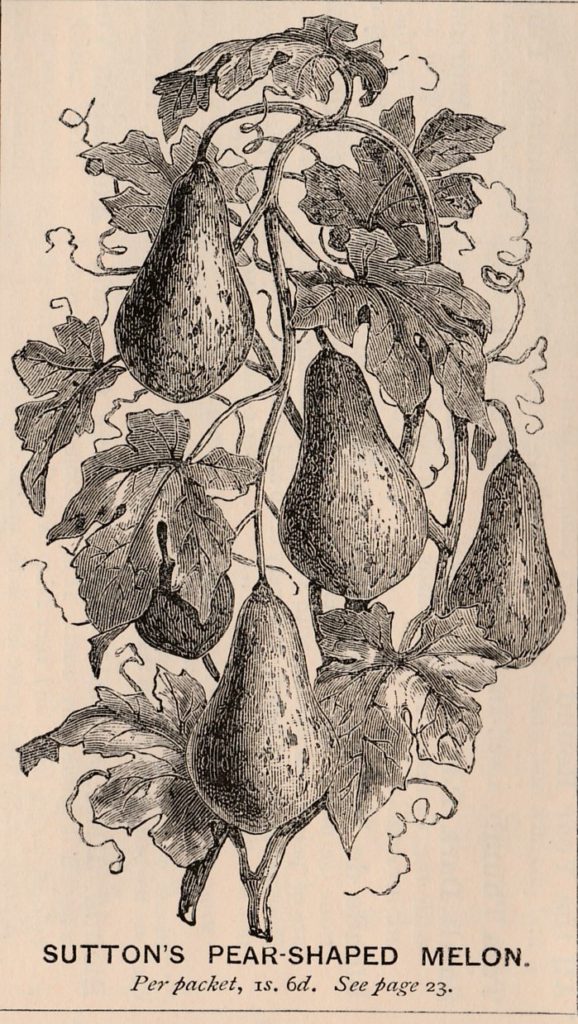 Pear shaped melon-Sutton-1878-2