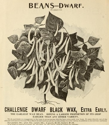 Challence wax-Ferry-1893-
