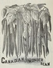 canadian wonder-Tilton 1892