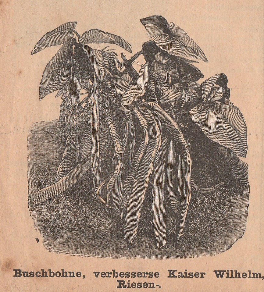 Kaiser Wilhelm, buschbohne-1889-