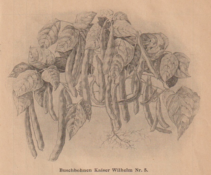 Kaiser wilhelm-hagemann-1928-