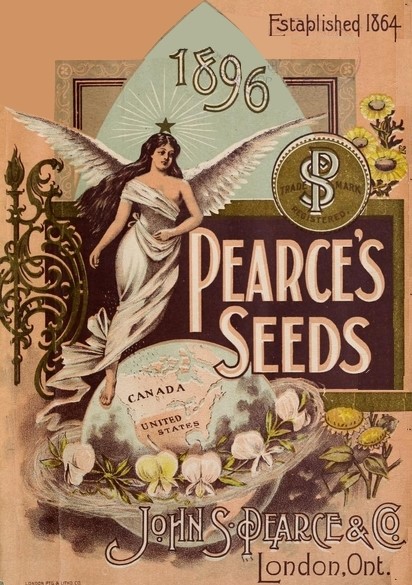 Golden Beauty-Pearce-1896-Canada