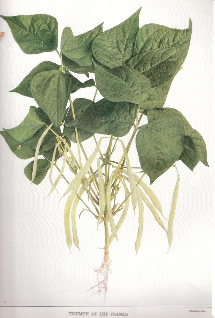 Triomphe des chassis-Beans of NY-1931-4