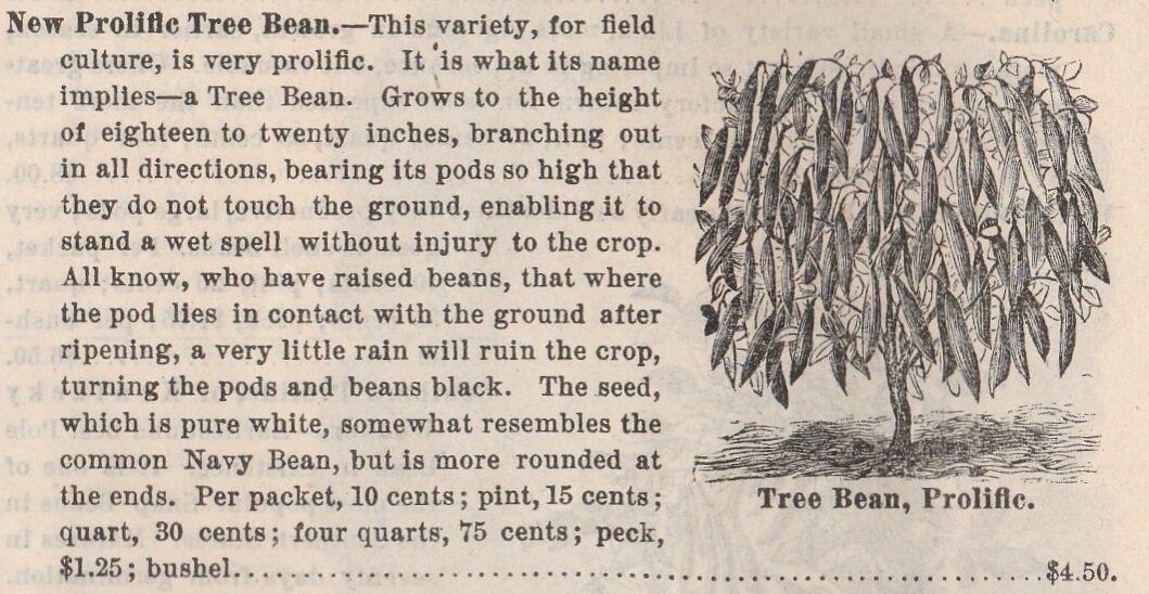 Tree bean-1888