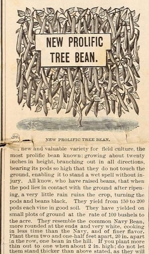 Tree bean-Finch Frank-1889