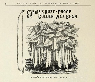 currie seed co-1909