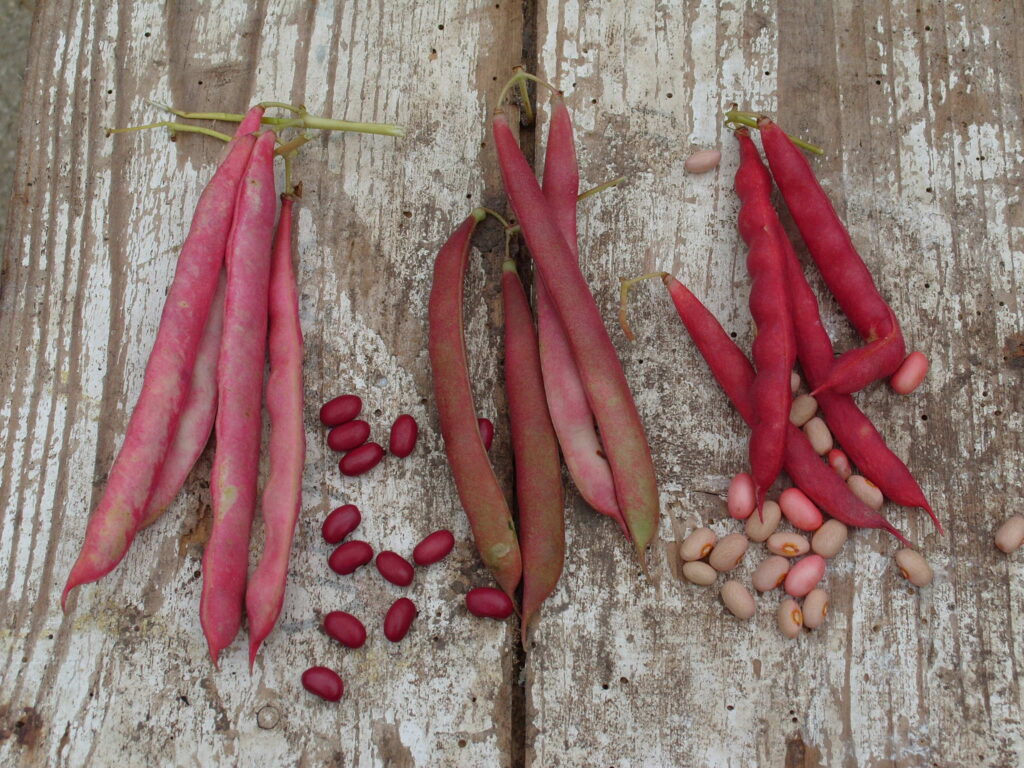 LDZ-Fuchia-Roze bonen 'Fuchsia' 'Guatemala Red' en 'Pink bean'-7