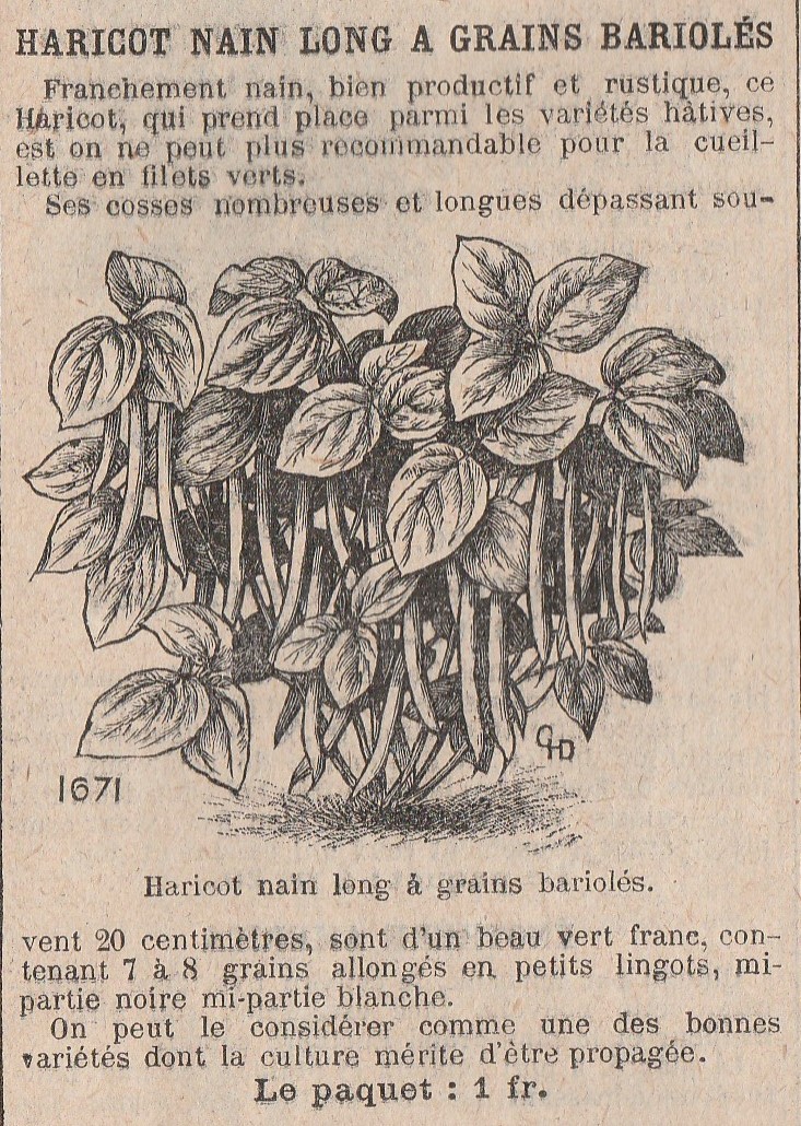Bariolés, A grain B. Nain Long-1913-