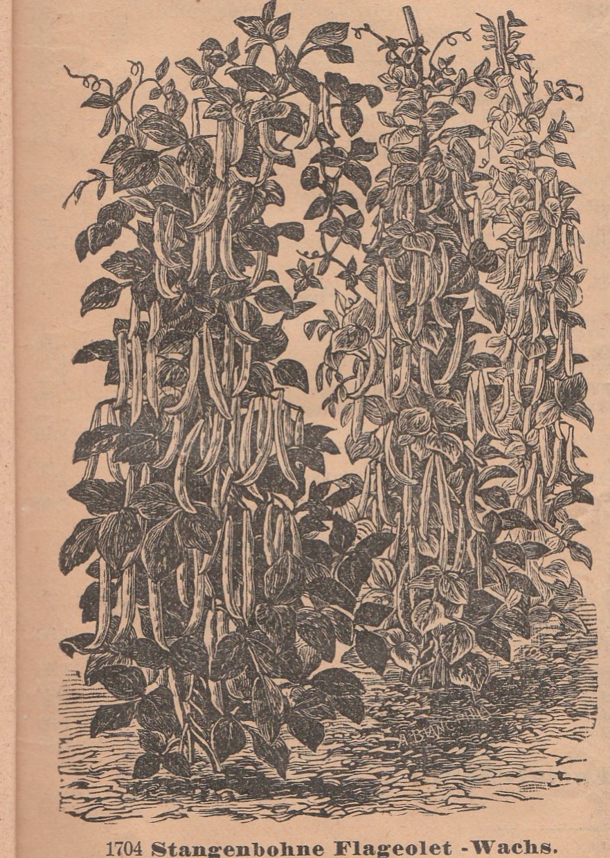 Flageolet wachs, stangenbohne-1889-