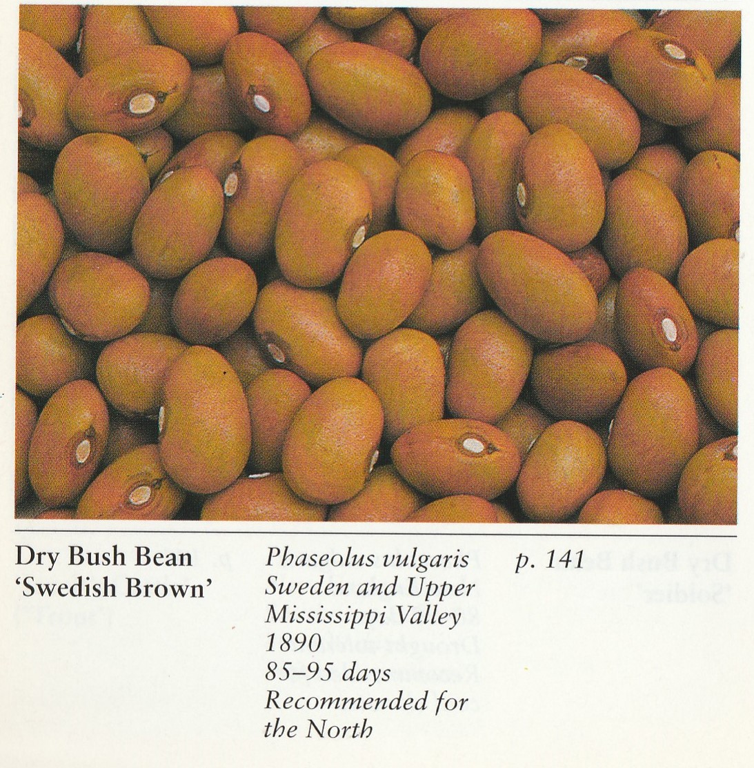 Brown Swedish-1996-