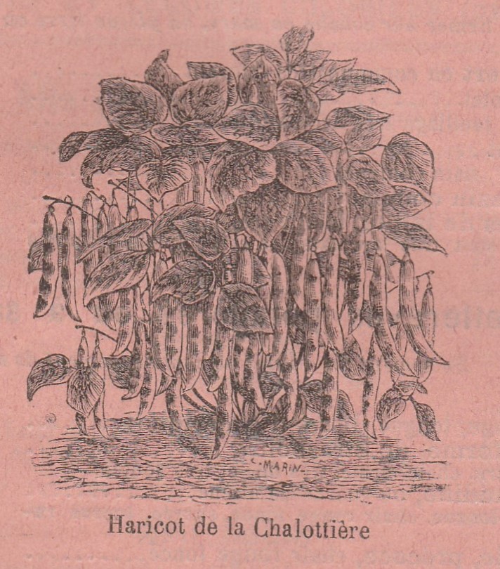 Chalottière-1902-