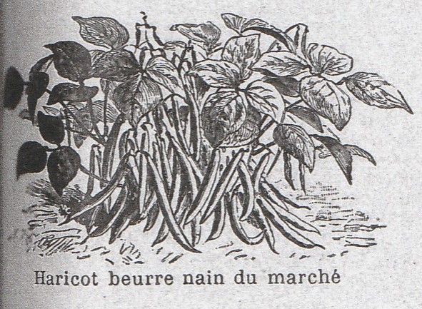 Beurre nain du marché-1899-2
