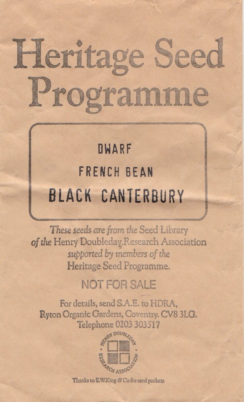 Black canterbury-