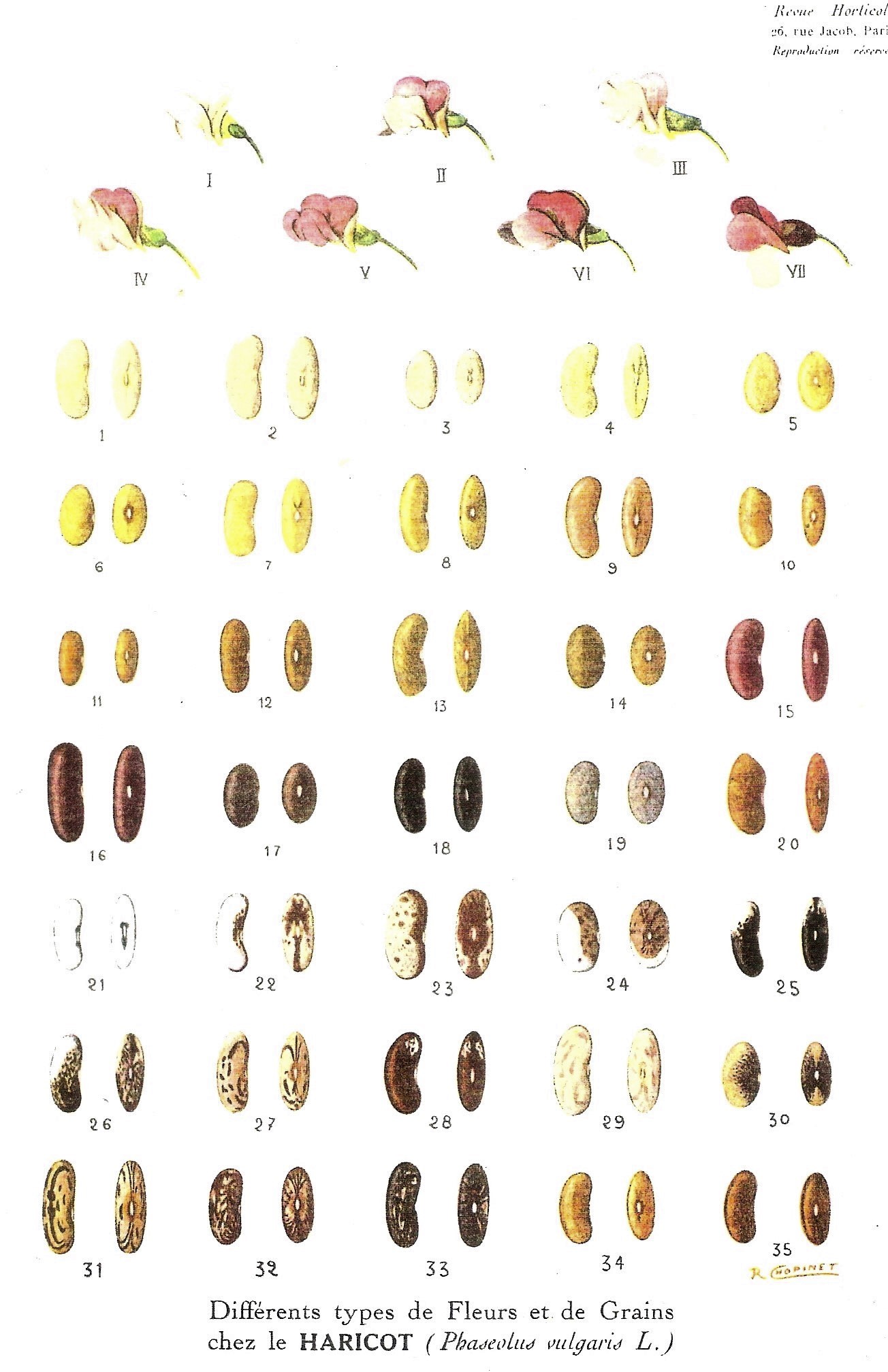 Classification des haricots-Revue Horticole-1950-