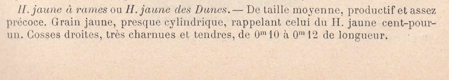 Jaune des Dunes-1904-