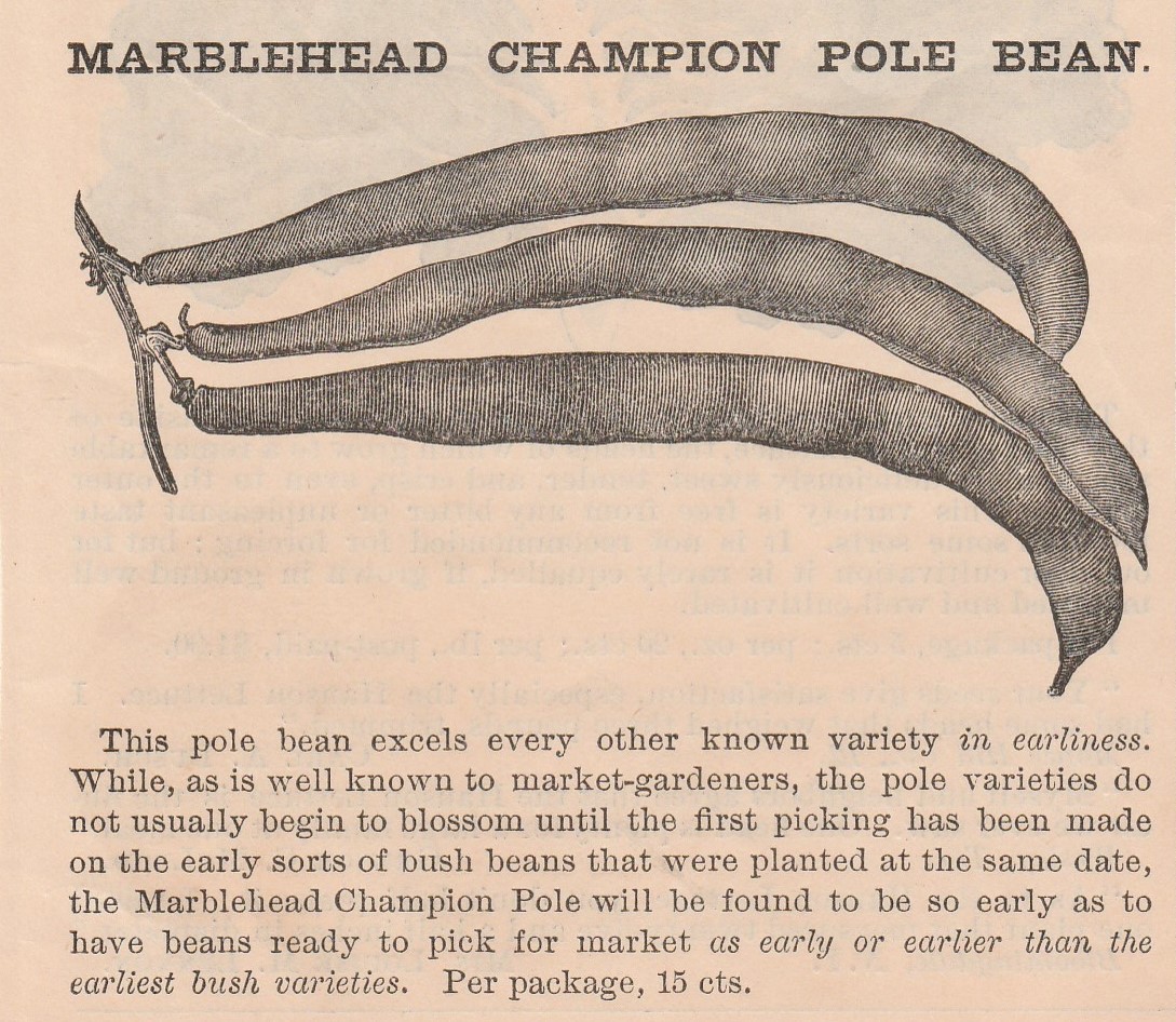 Marblehead Champion-1886-