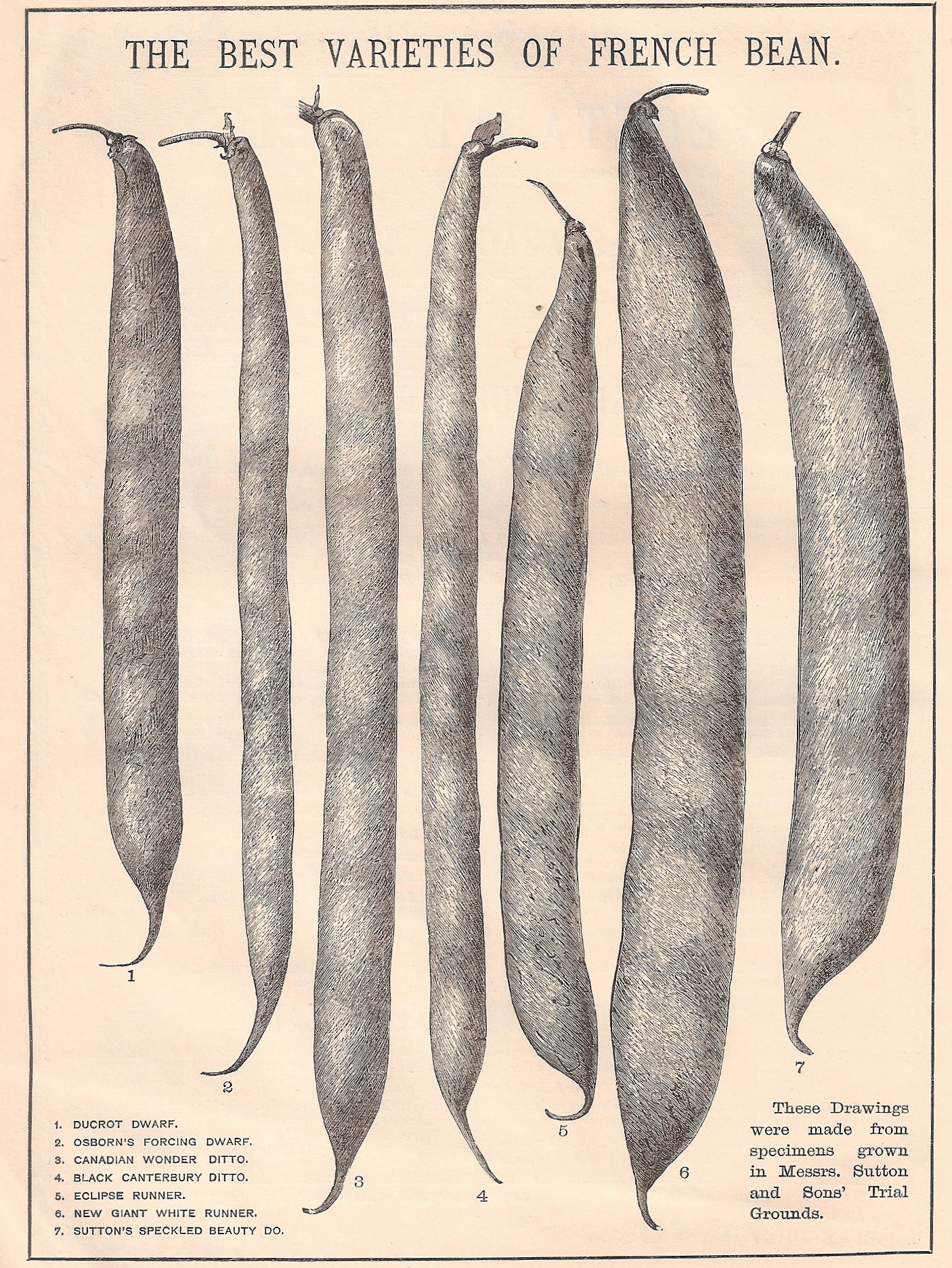 A feuilles gauff-1878-new