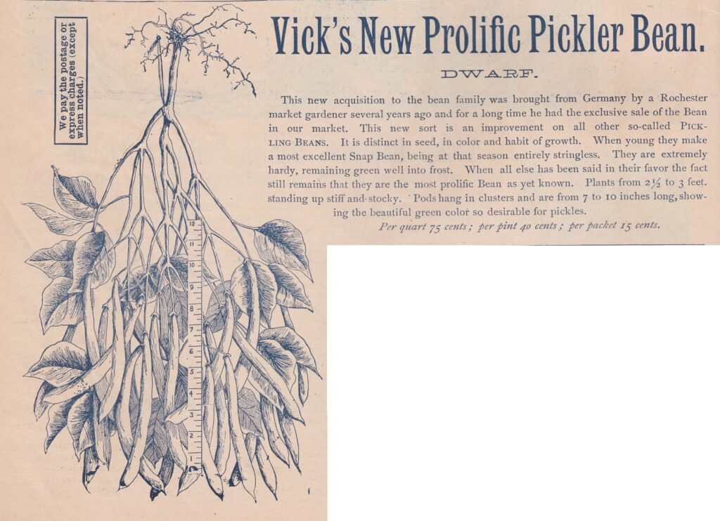 New Prolific Pickler -1895-