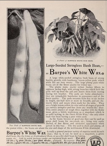Burpee's White wax-1907-