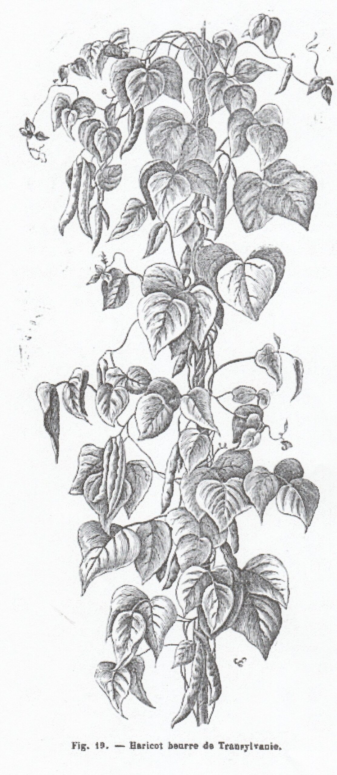 Transylvanie-Bull arb 1881-1