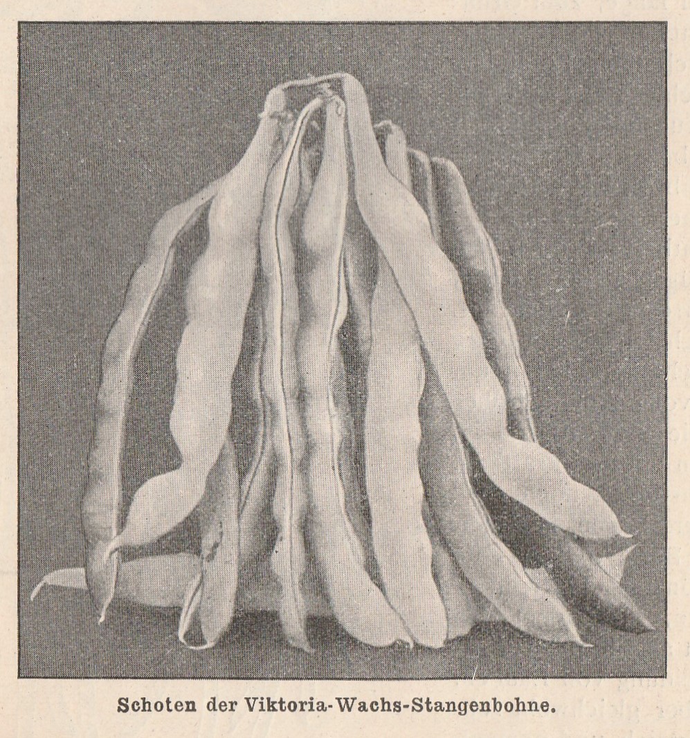 Victoria wachs-1910-boek
