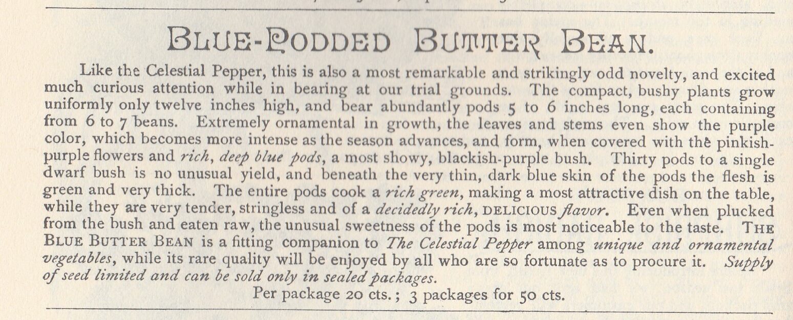 Blue Butter bean 1888-1