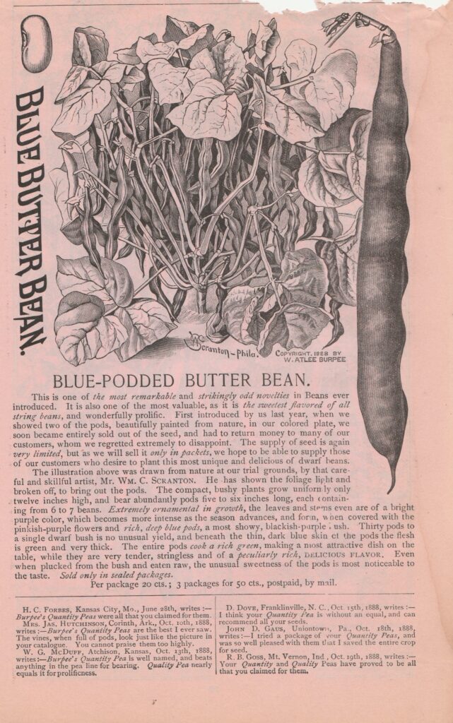 Blue-Podded bean-1889-