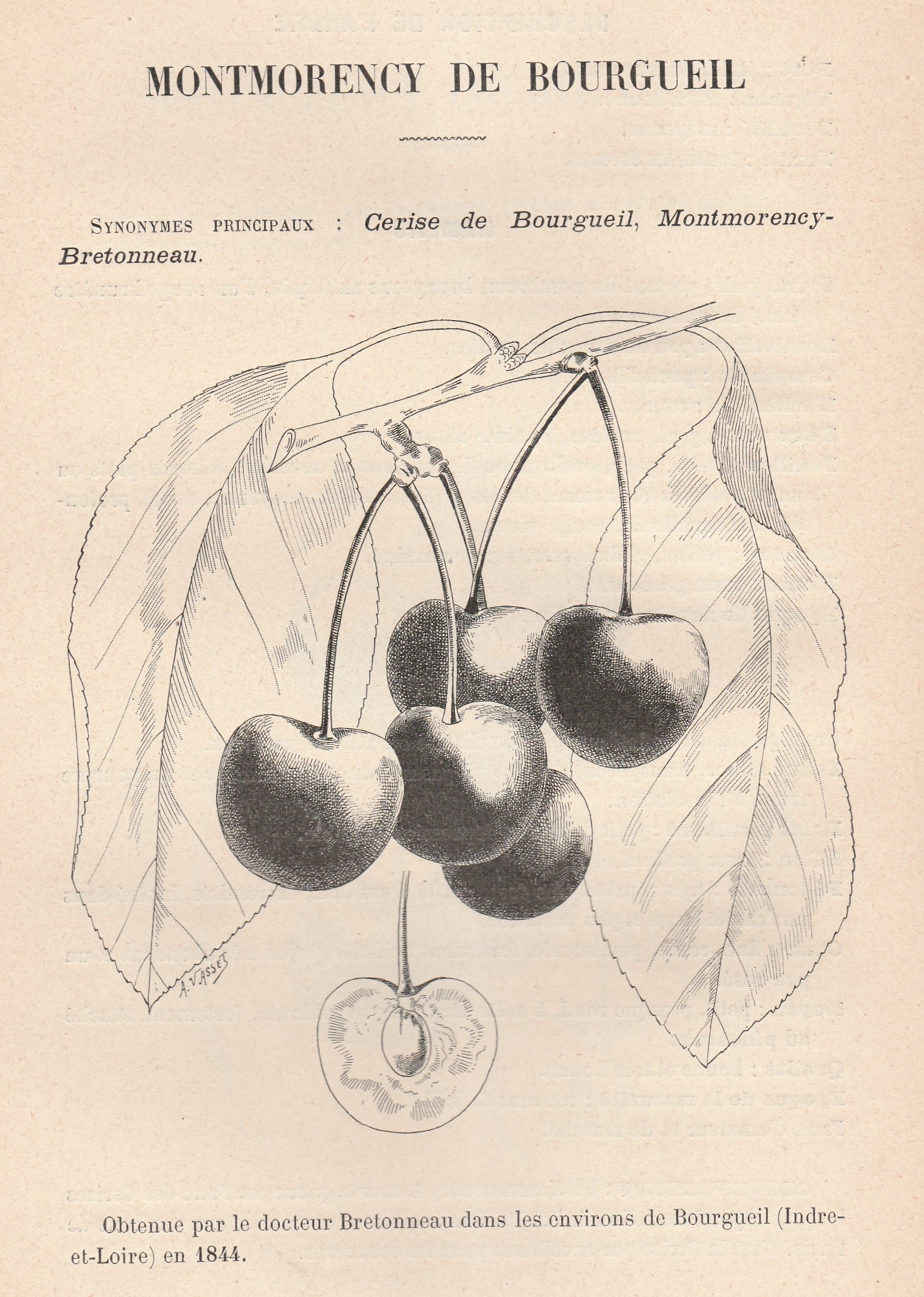 Bretonneau-meill fruits-1907-