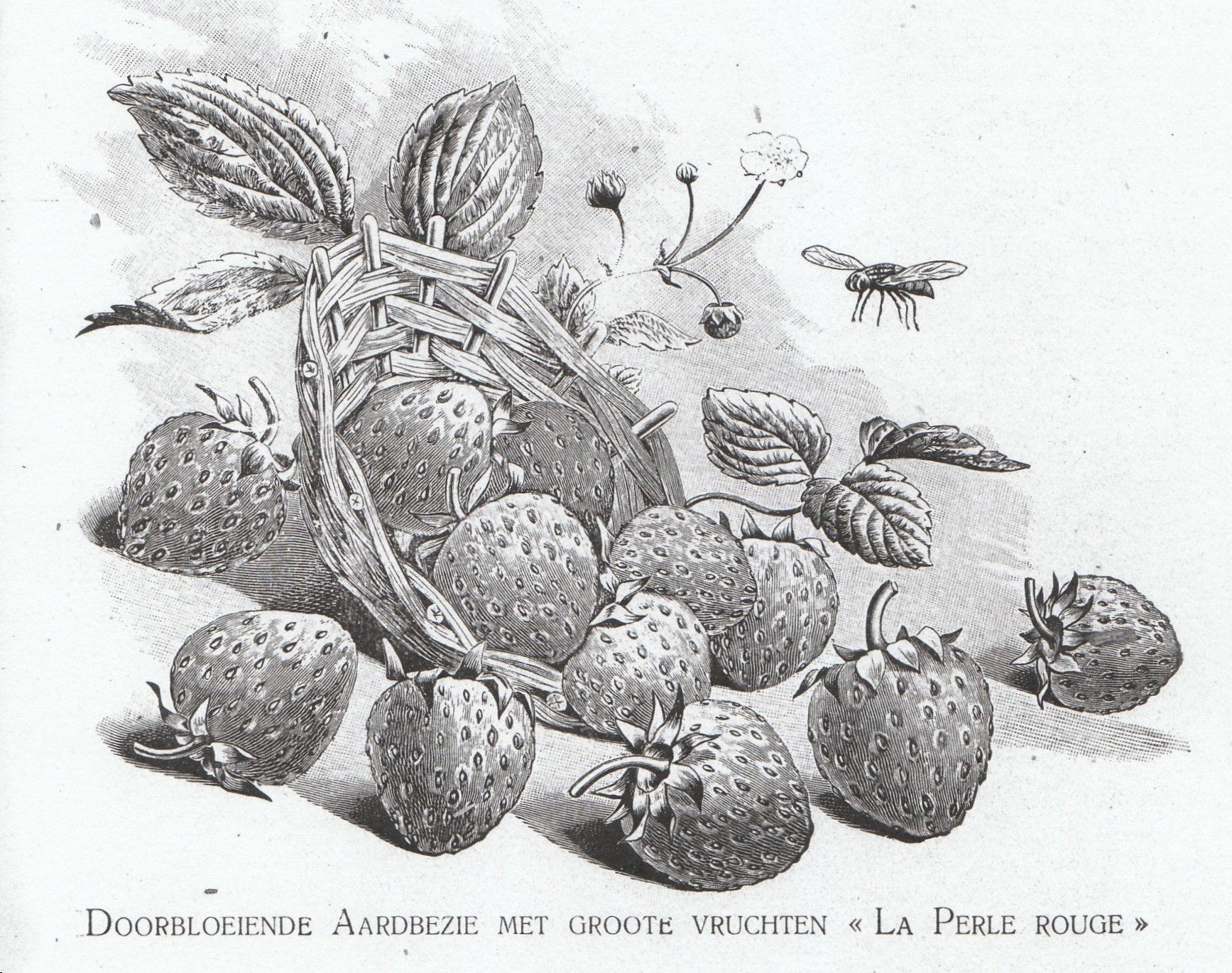 Charollois-perle rouge plant & bloem 1911