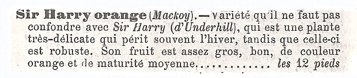 Jacob-Makoy-Sir Harry Orange-cat Lebeuf-1870