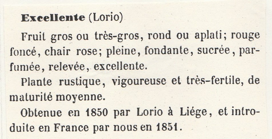 Lorio-Excellente-Gloede-1865-