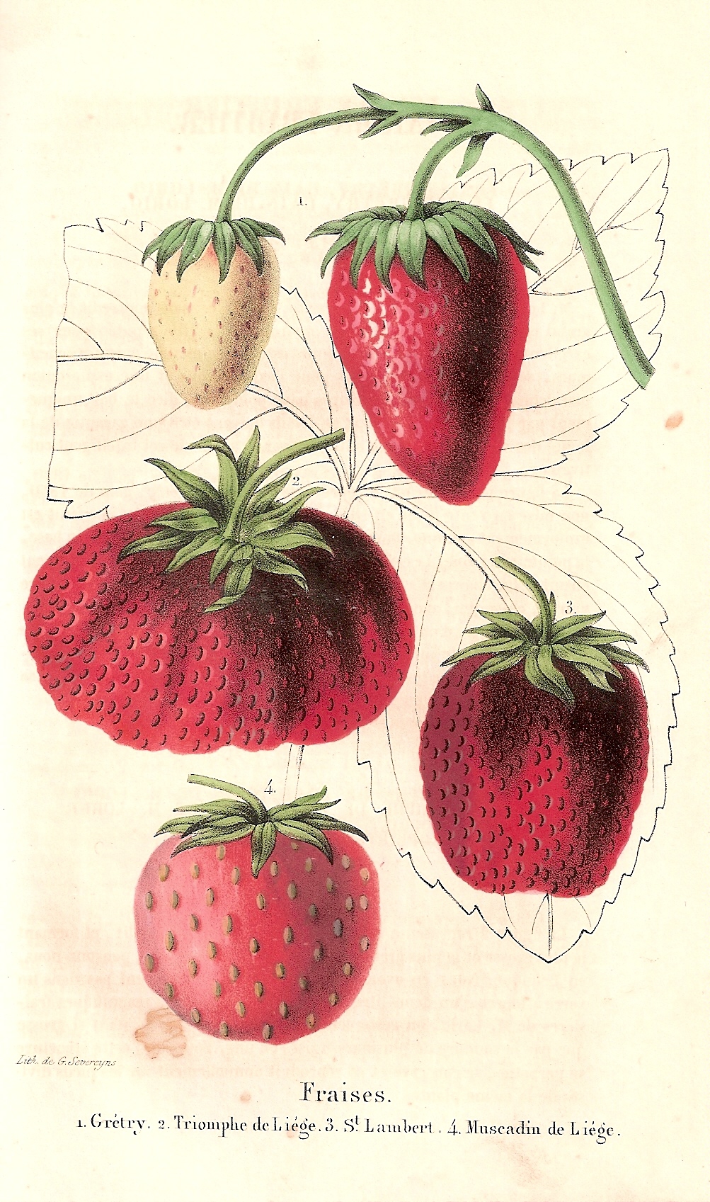 Lorio, J.L.-Belgique Horticole-1852-
