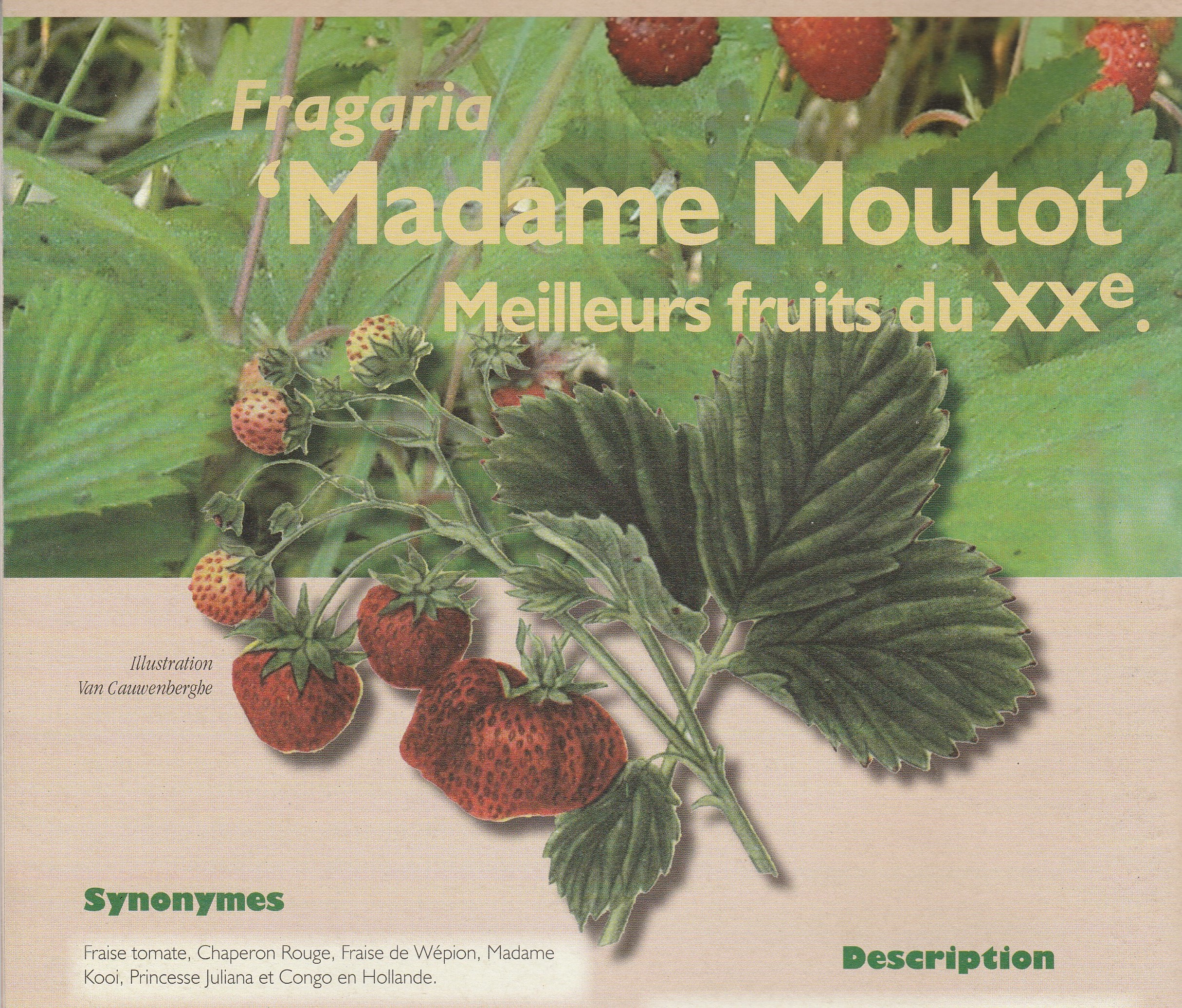 Moutot-Fiche Fruits oubliés-2010-