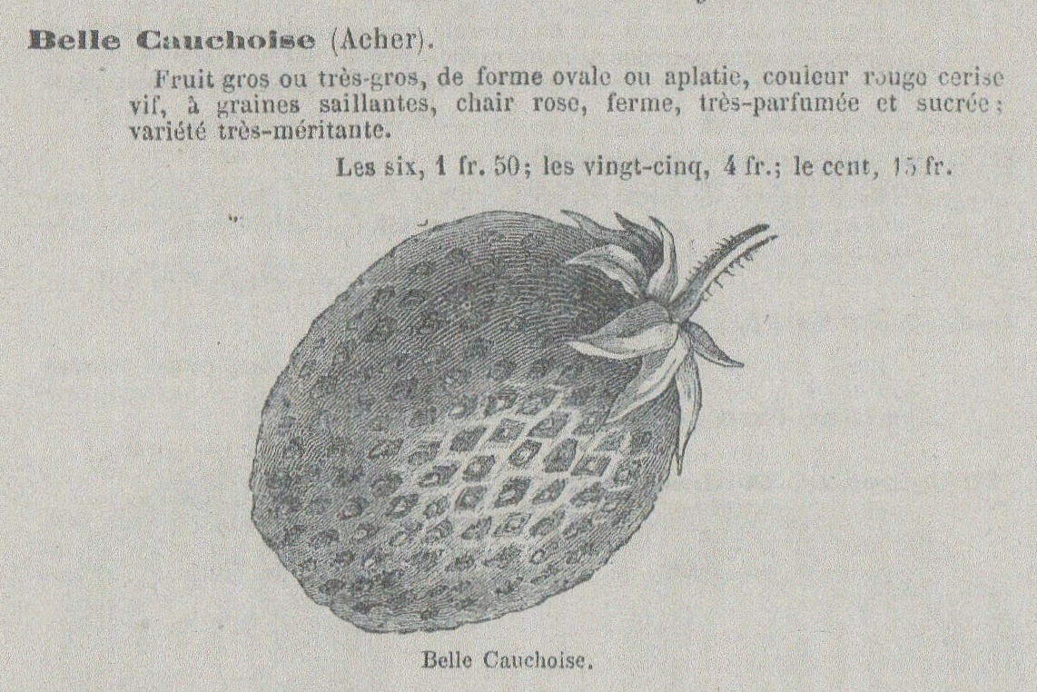 Acher-cat Gloede w1876-