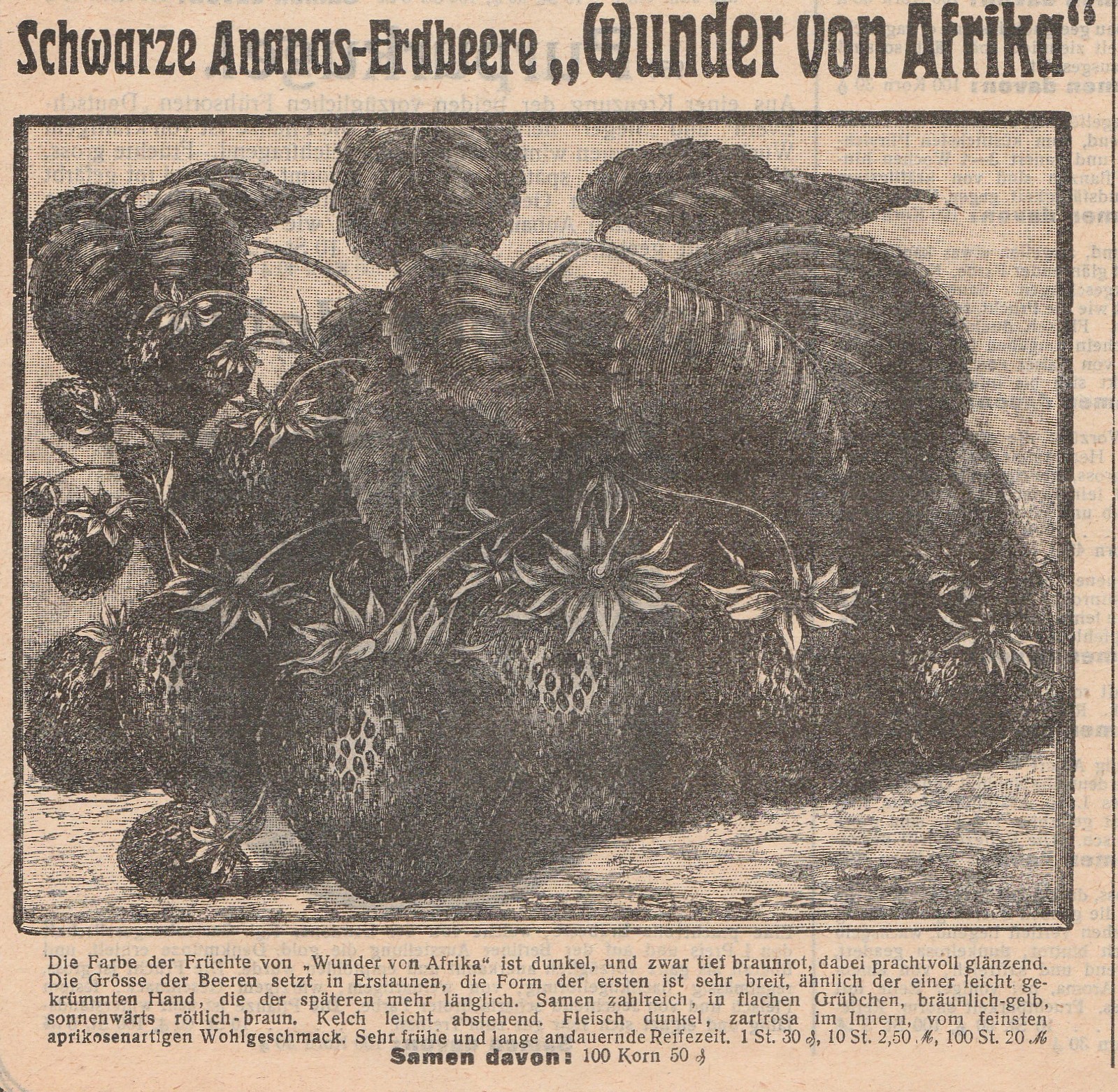 Aromas-Wunder von Afrika-leid-1916