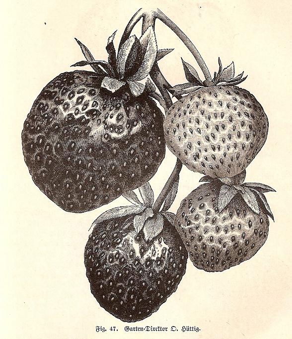 Aroma's bij aardbeien-Goeschke, Gottlieb-Gartendirector O.Hüttig-Goschke-1888- - kopie