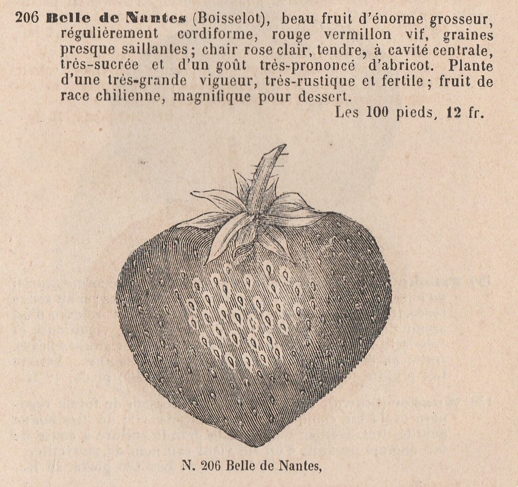 Boisselot-Belle de nantes-cat Valett-1880