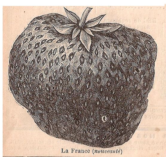Lapierre-La France-cat.Forgeot-1890-