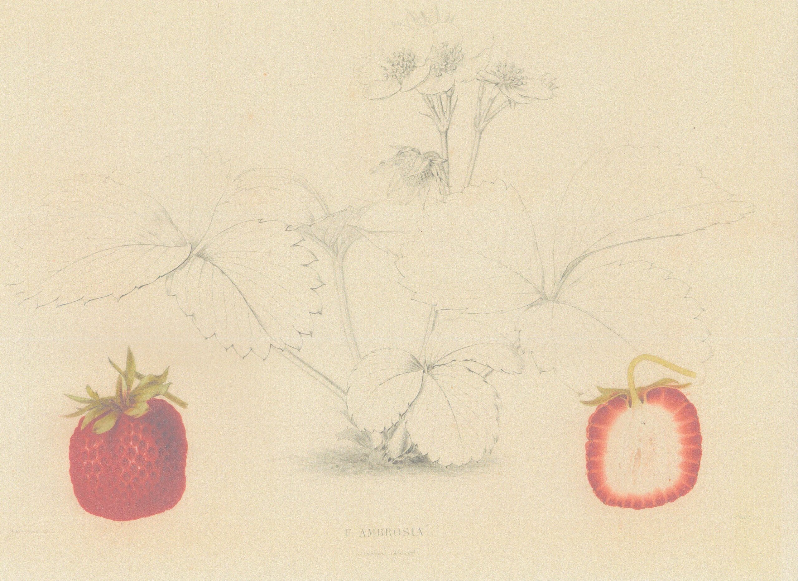 Nicholson-Ambrosia-Jardin fruitier
