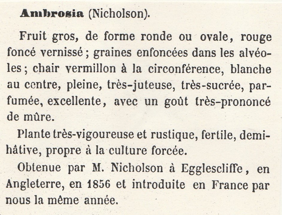 Nicholson-Gloede-ambrosia-