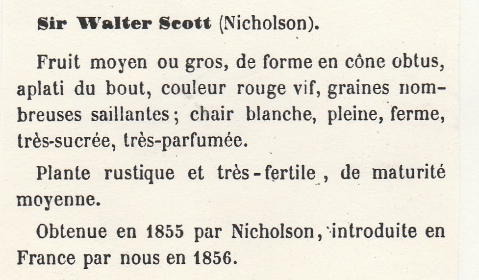 Nicholson-Sir walter scott-gloede