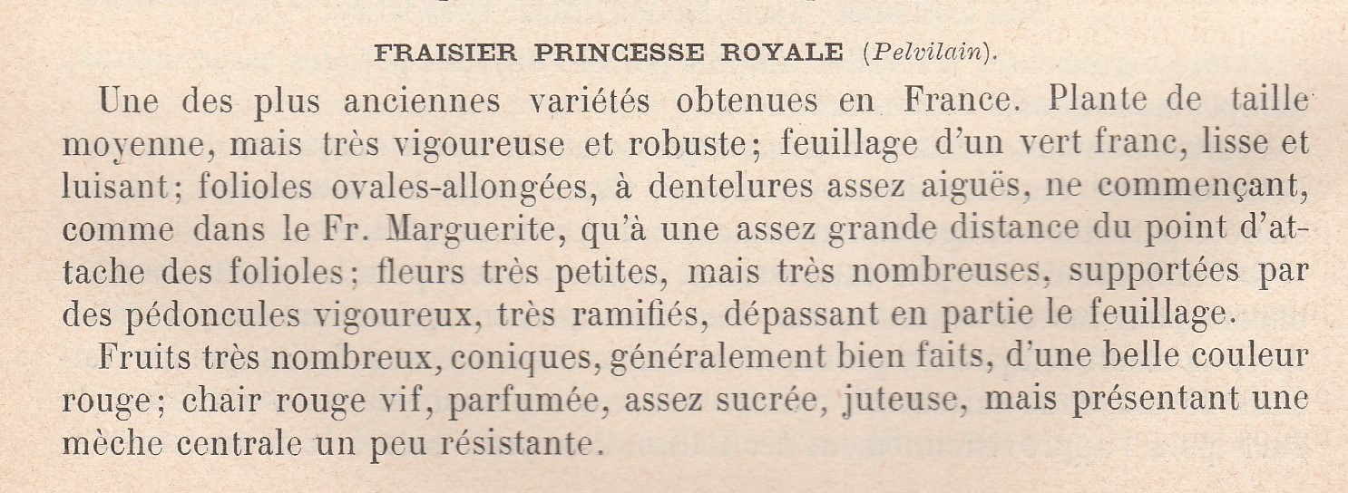 Pelvillain-princesse roy-VA-1904