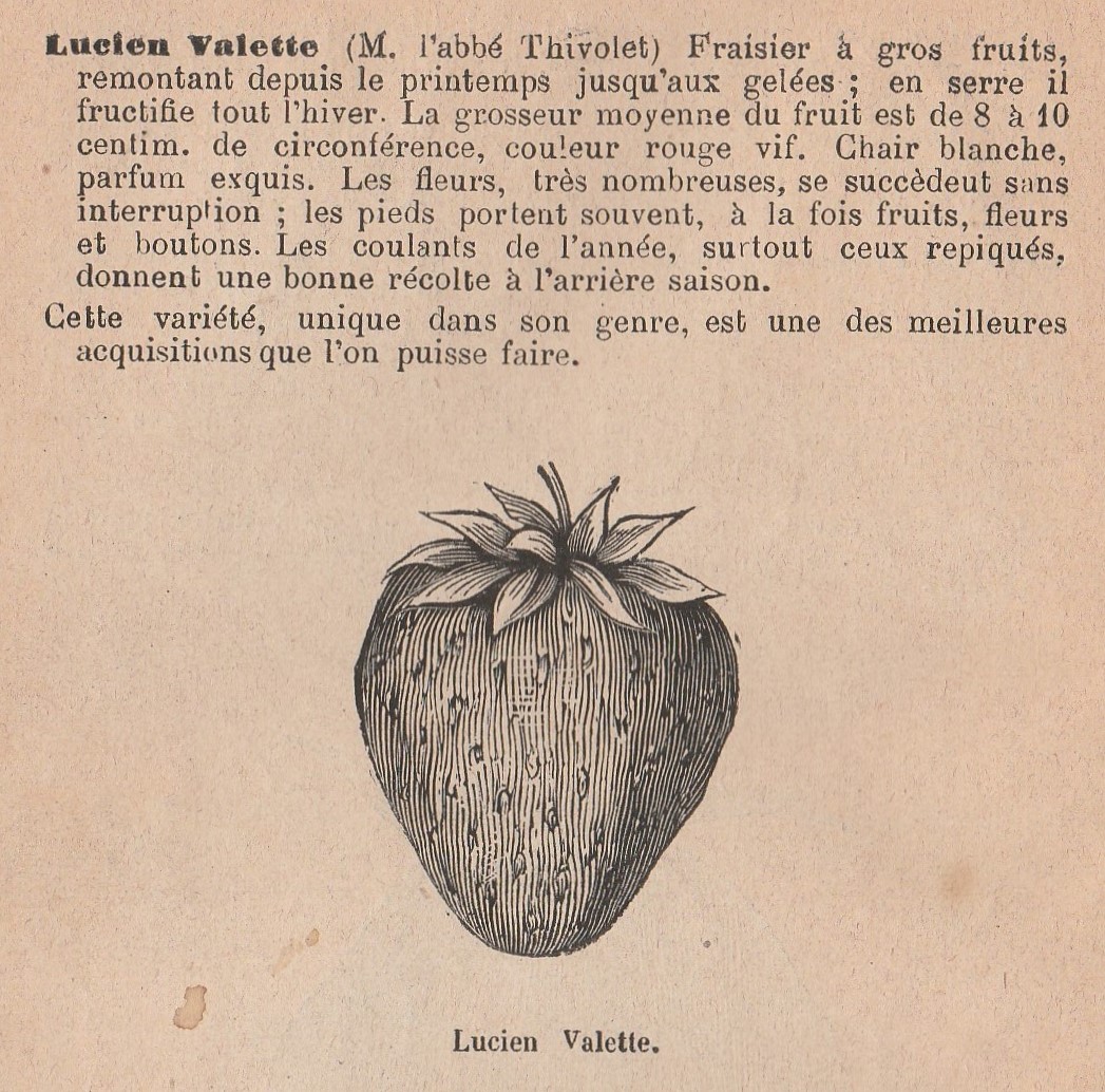 Thivolet-cat Valette-1883