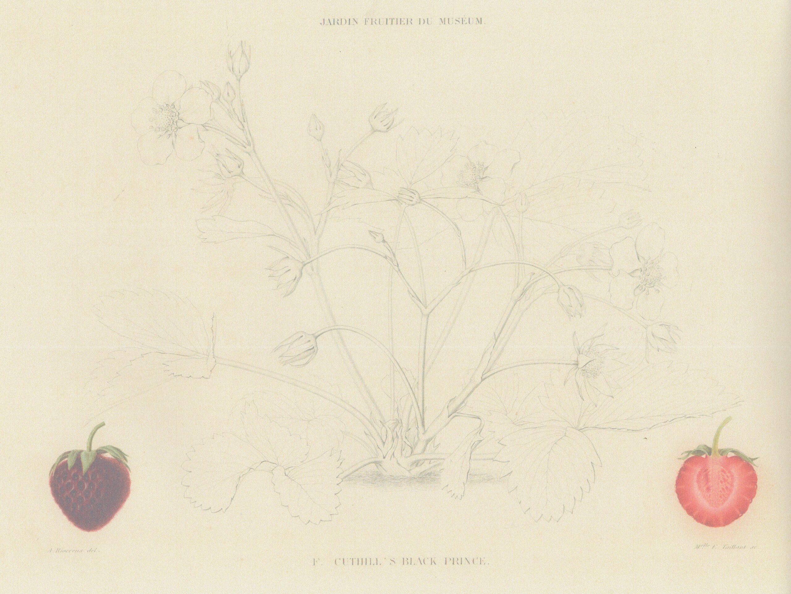 Cuthill-jardin fruitier-1863-