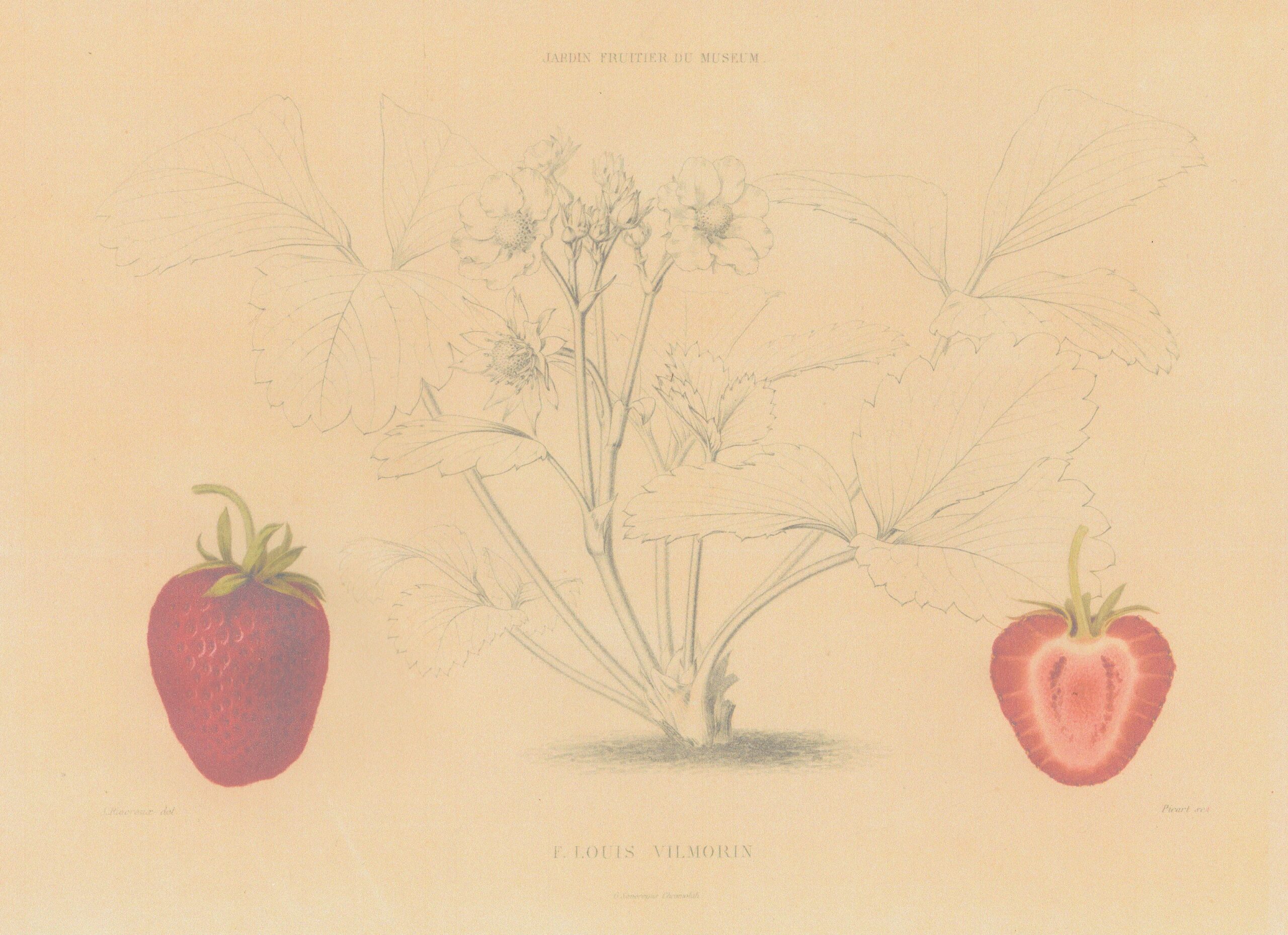 Robine-jardin fruitier-1863-