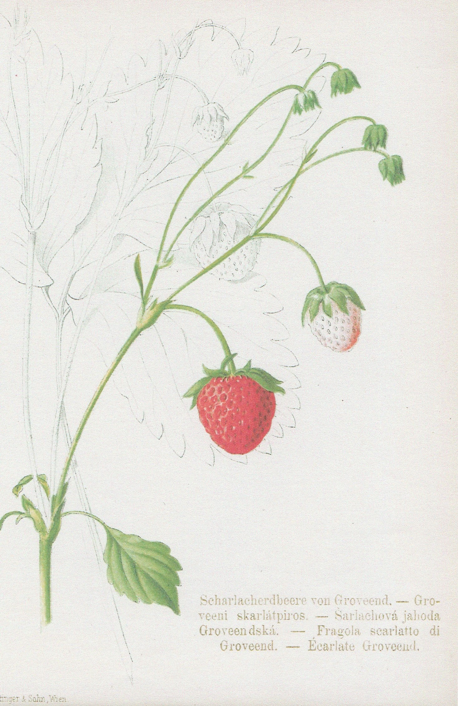 Atkinson-das fruchtgarten-1887-