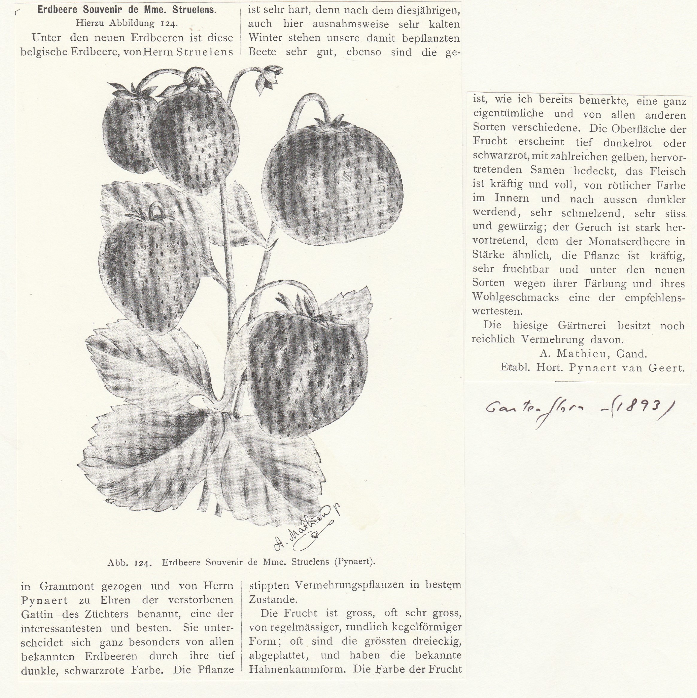 Struelens-gartenflora-1893-