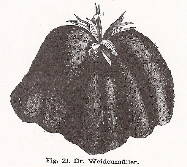Uhlhorn -Dr.Weidenmuller-Wiener Ill.garten-1902-